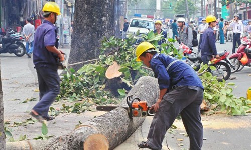 Vụ chạt 6.700 cay xanh: Cay vang tam khong phù hop do thi